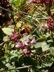 Eristalis tenax