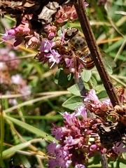 Eristalis tenax