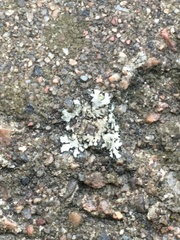 Phaeophyscia orbicularis