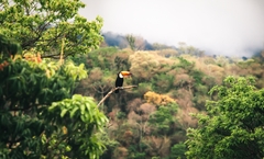 Ramphastos toco
