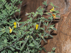 Leobordea