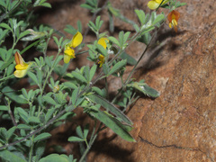 Leobordea
