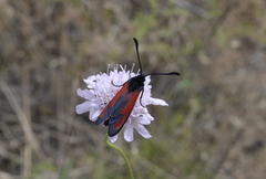 Zygaena erythrus