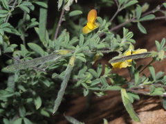 Leobordea