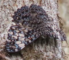 Hamadryas fornax