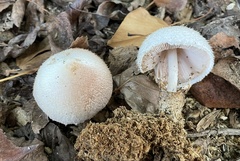 Volvariella bombycina