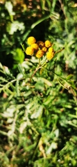 Tanacetum vulgare