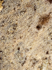 Lyomyces crustosus