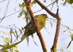 Treron phoenicopterus