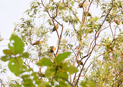 Treron phoenicopterus
