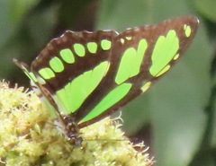 Philaethria dido