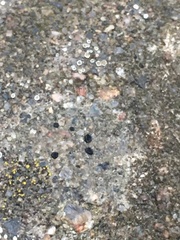 Rinodina