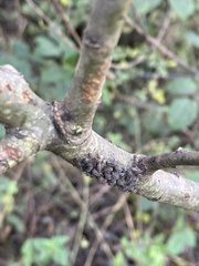 Tuberolachnus salignus