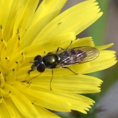 Platycheirus trichopus