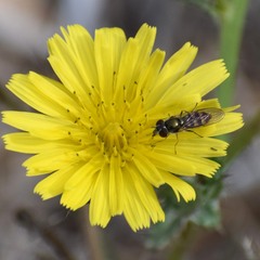 Platycheirus trichopus
