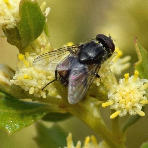 Face fly photo 6