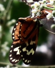 Hypothyris cantobrica
