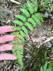 Microlepia marginata