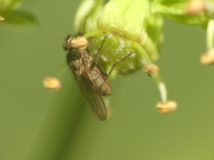Muscoidea