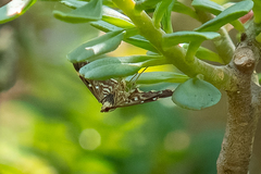 Diathrausta harlequinalis