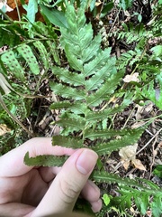 Microlepia marginata