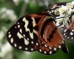 Hypothyris cantobrica