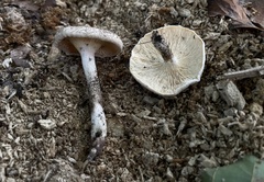 Lentinus tigrinus