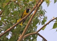 Oriolus xanthornus