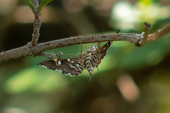 Diathrausta harlequinalis