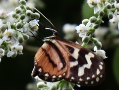 Hypothyris cantobrica