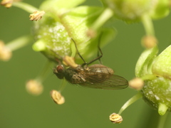 Muscoidea