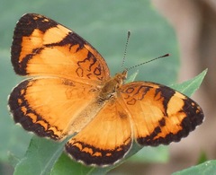 Tegosa