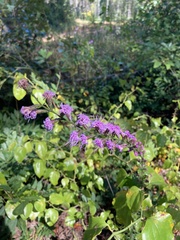 Liatris microcephala