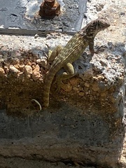 Leiocephalus carinatus