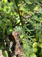 Liatris microcephala