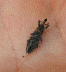Lixus subtilis