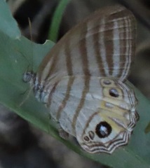 Splendeuptychia salvini