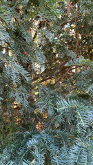 Taxus baccata