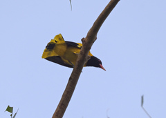 Oriolus xanthornus