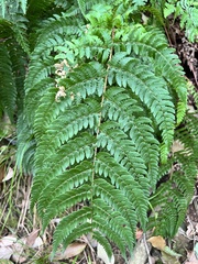 Dryopteris tsoongii