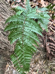 Dryopteris tsoongii