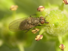 Muscoidea