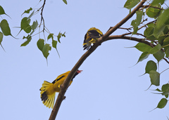 Oriolus xanthornus