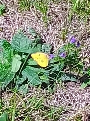 Colias croceus