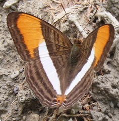 Adelpha cytherea