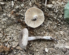 Lentinus tigrinus