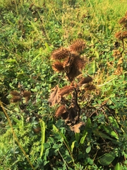 Xanthium orientale