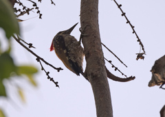 Dinopium benghalense