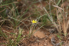 Hypoxis filiformis