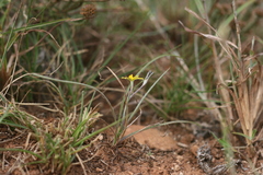 Hypoxis filiformis